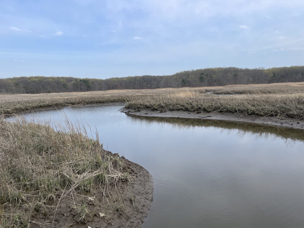 a body of water with grass and trees around it (MyCoast AI)