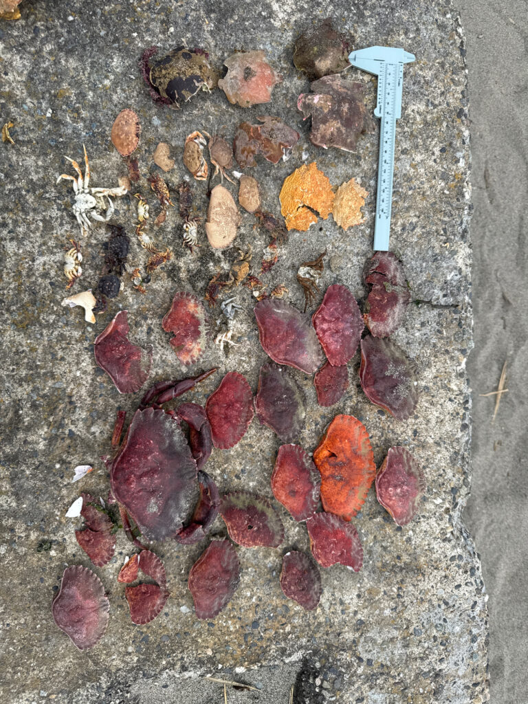 a group of leaves on the ground (MyCoast AI)