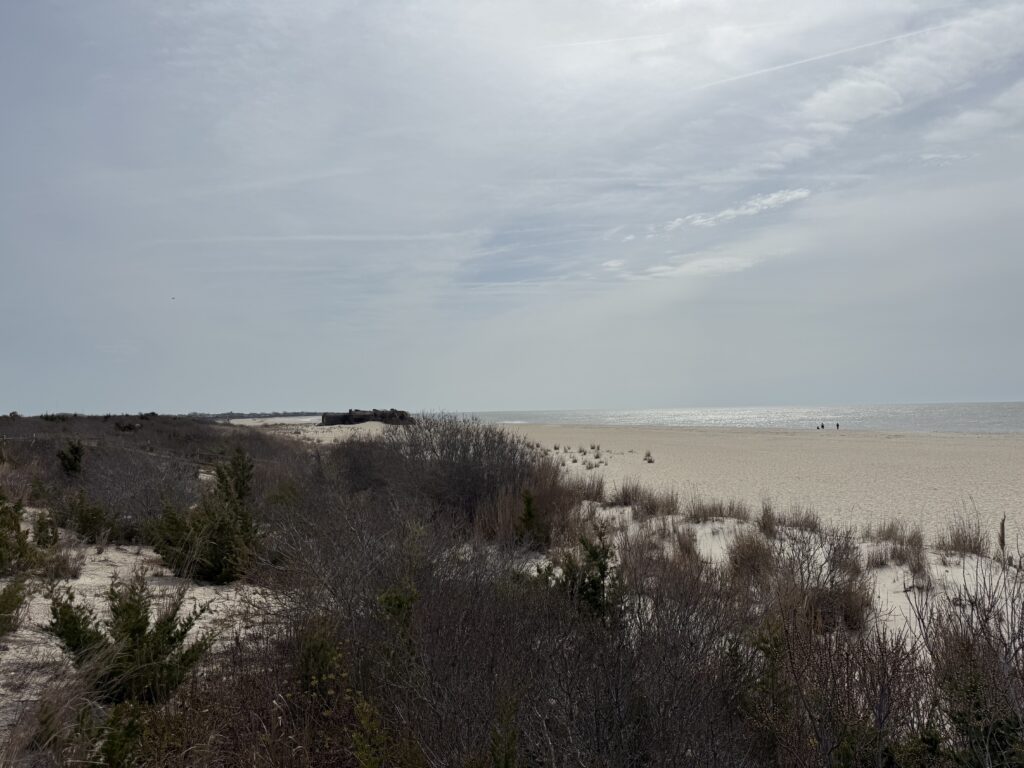 a field of dry grass (MyCoast AI)