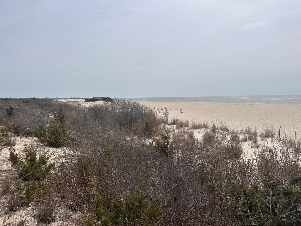 a landscape with bushes and trees (MyCoast AI)