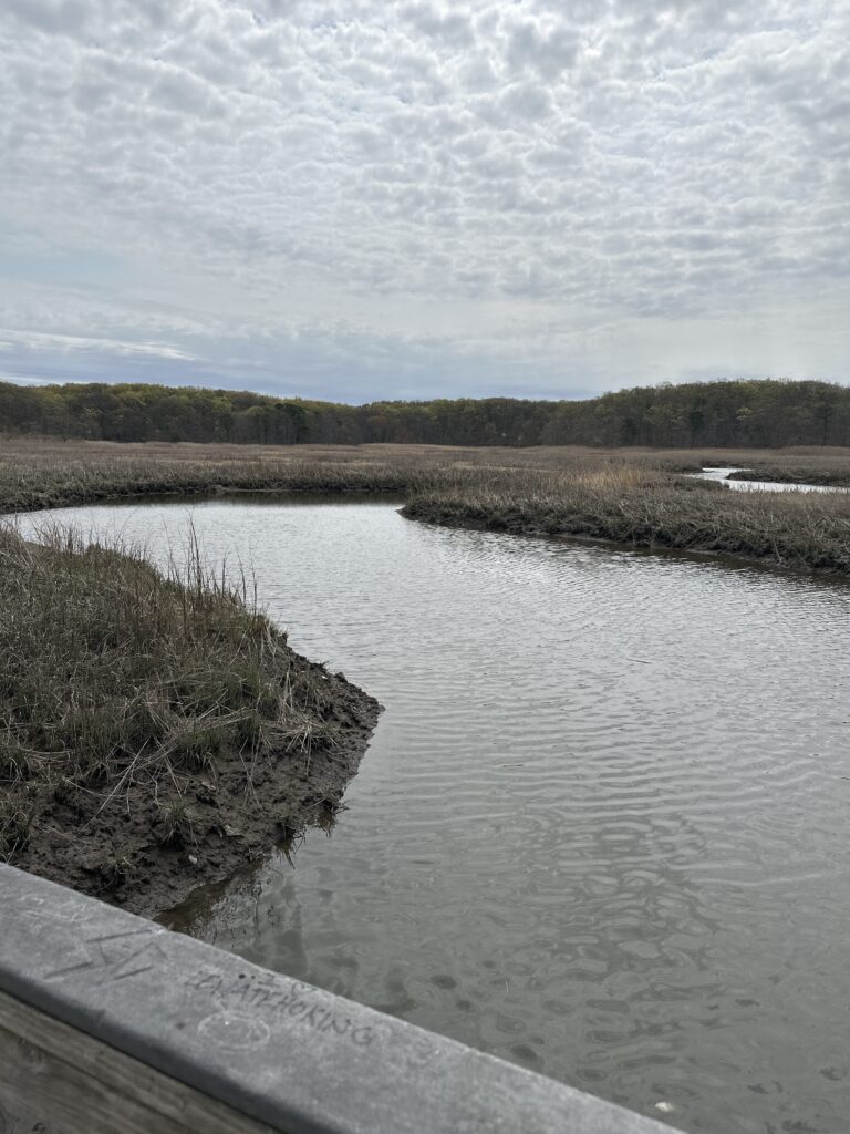 a body of water with trees in the background (MyCoast AI)