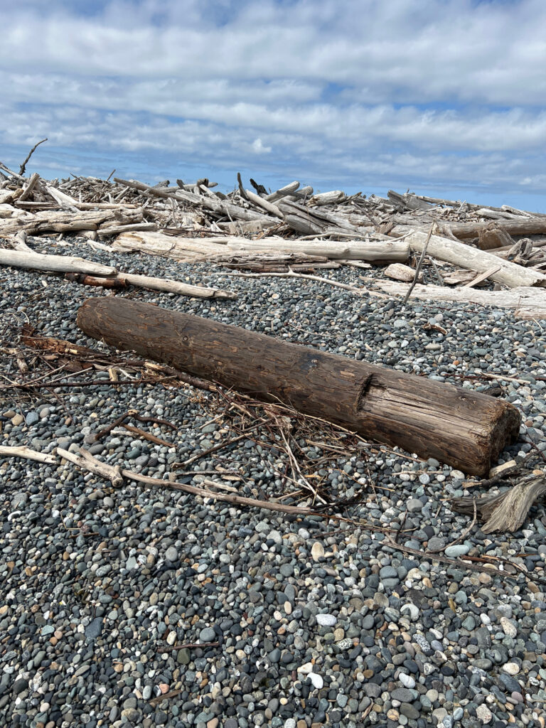 a pile of wood on a beach (MyCoast AI)