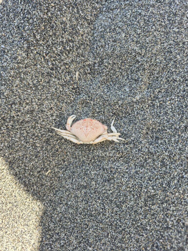 a snail on a grey surface (MyCoast AI)