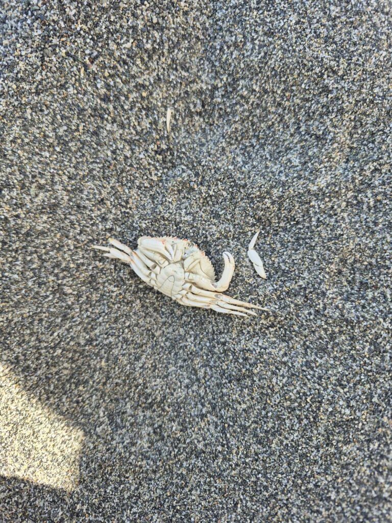 a crab on a carpet (MyCoast AI)
