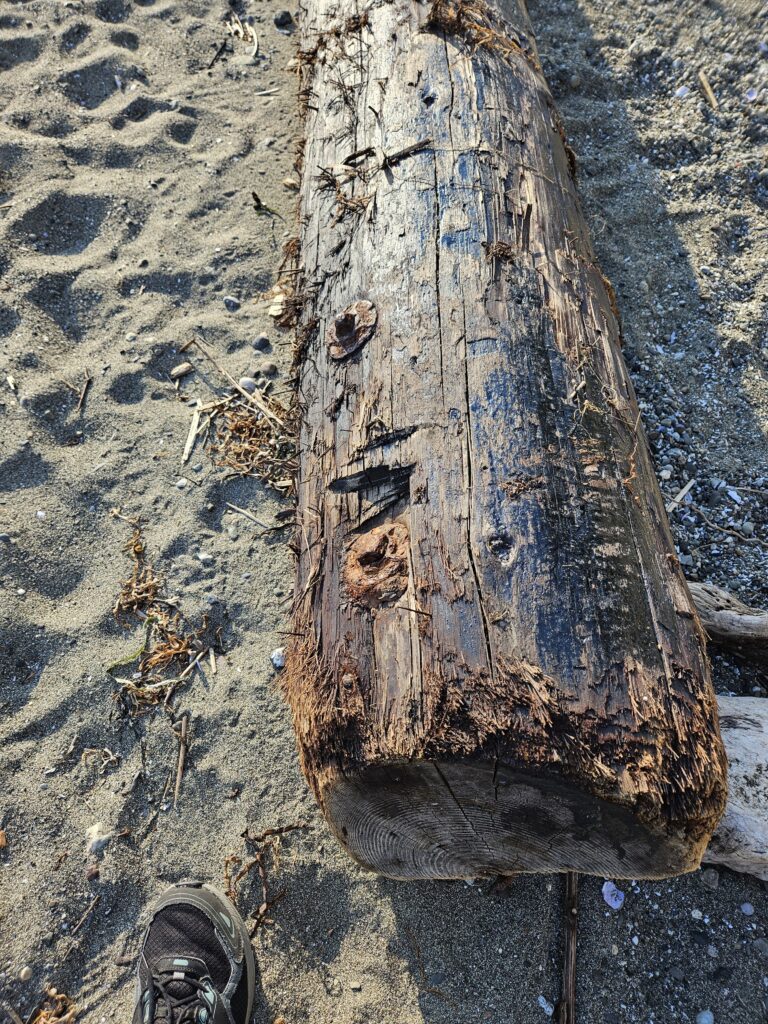 a tree trunk with a hole in it (MyCoast AI)