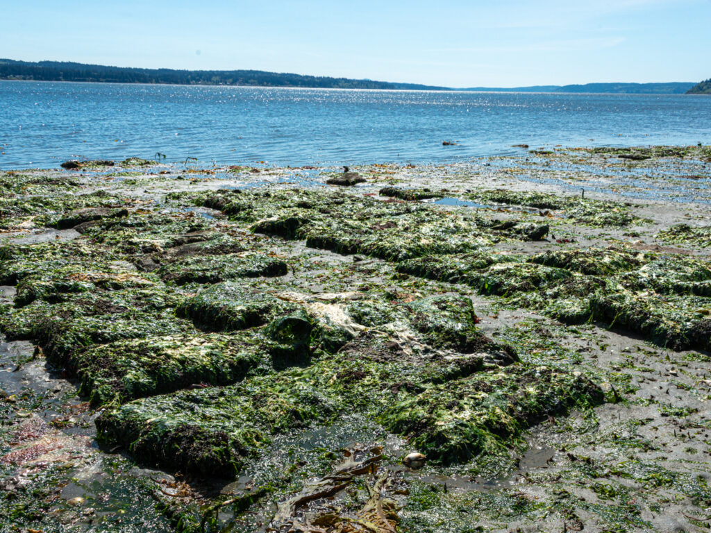 a rocky beach with plants and water (MyCoast AI)