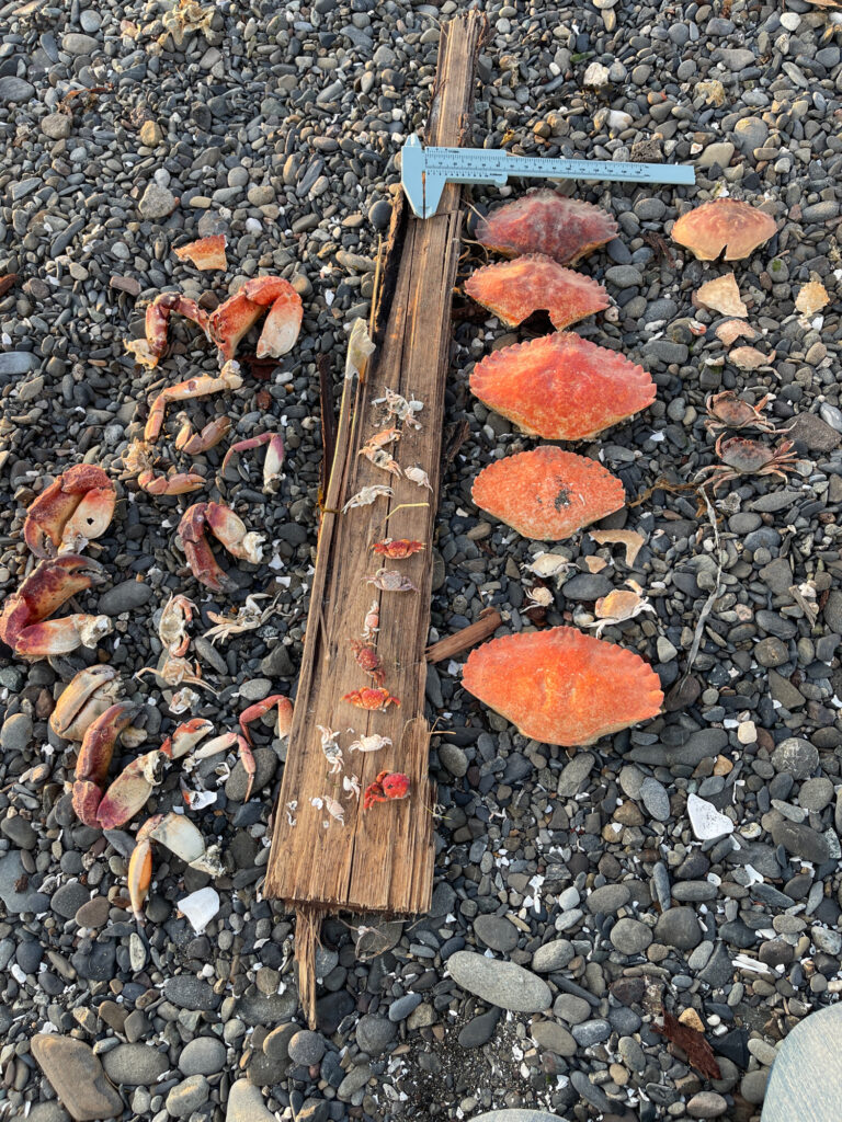a wooden stick on the ground (MyCoast AI)