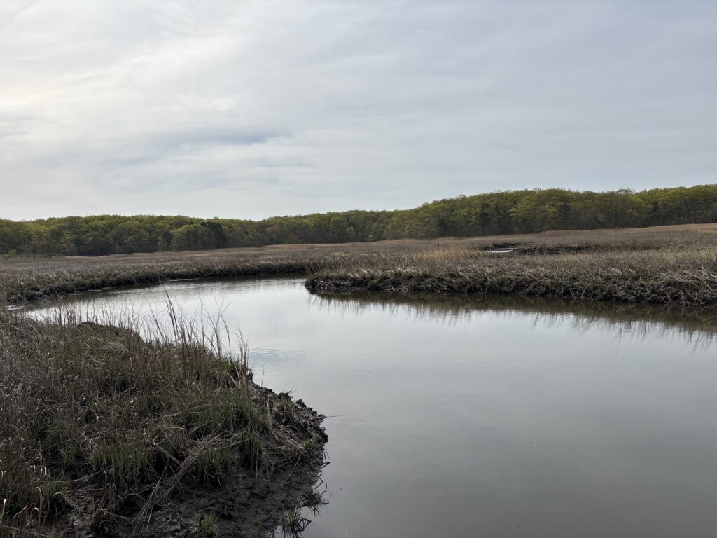 a body of water with grass and trees around it (MyCoast AI)