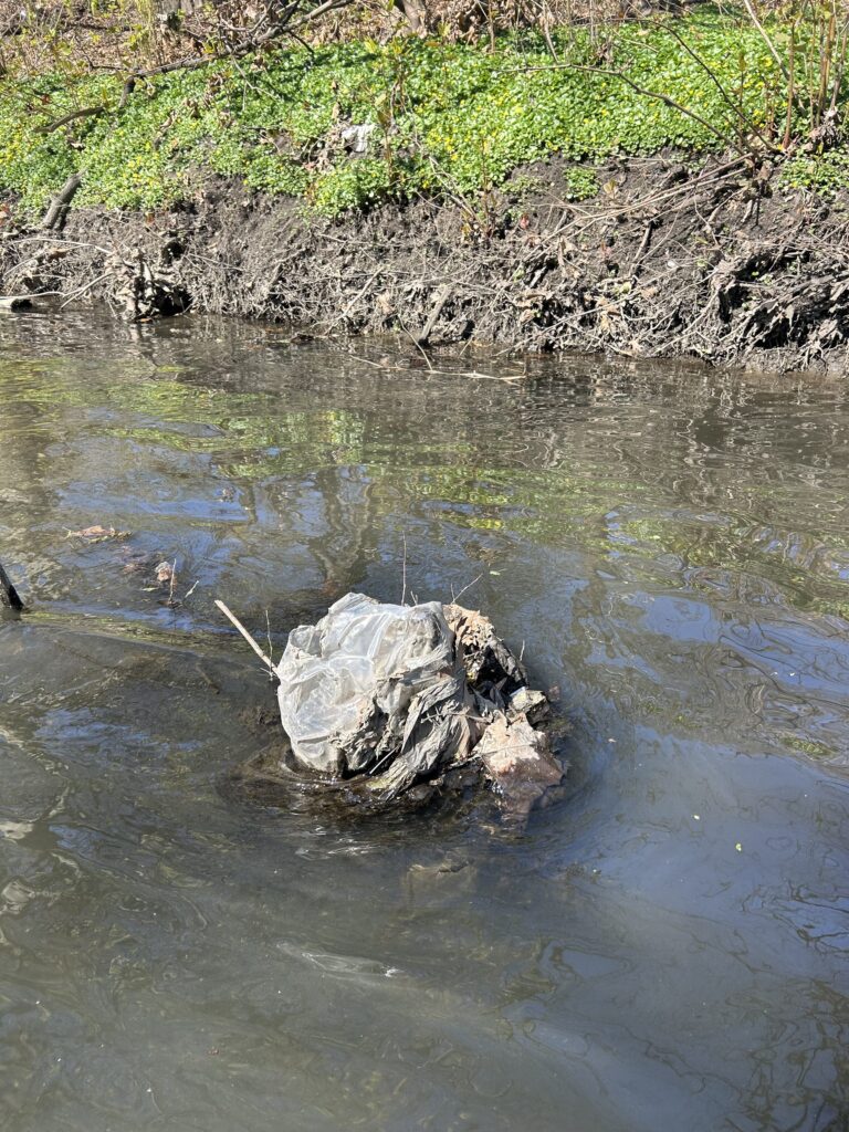 a crocodile in a body of water (MyCoast AI)