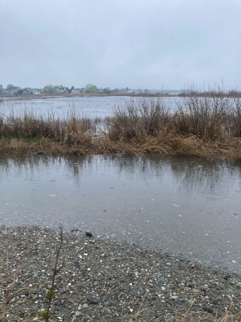 a body of water with plants and snow on the side (MyCoast AI)