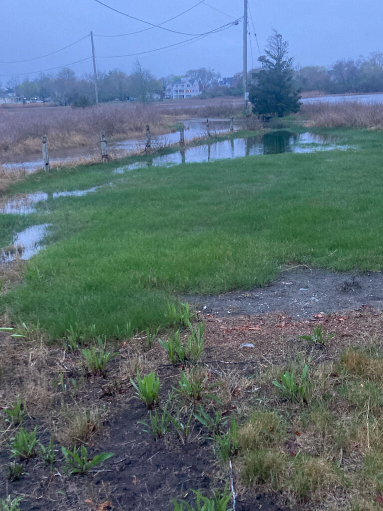 a small pond with grass and trees (MyCoast AI)