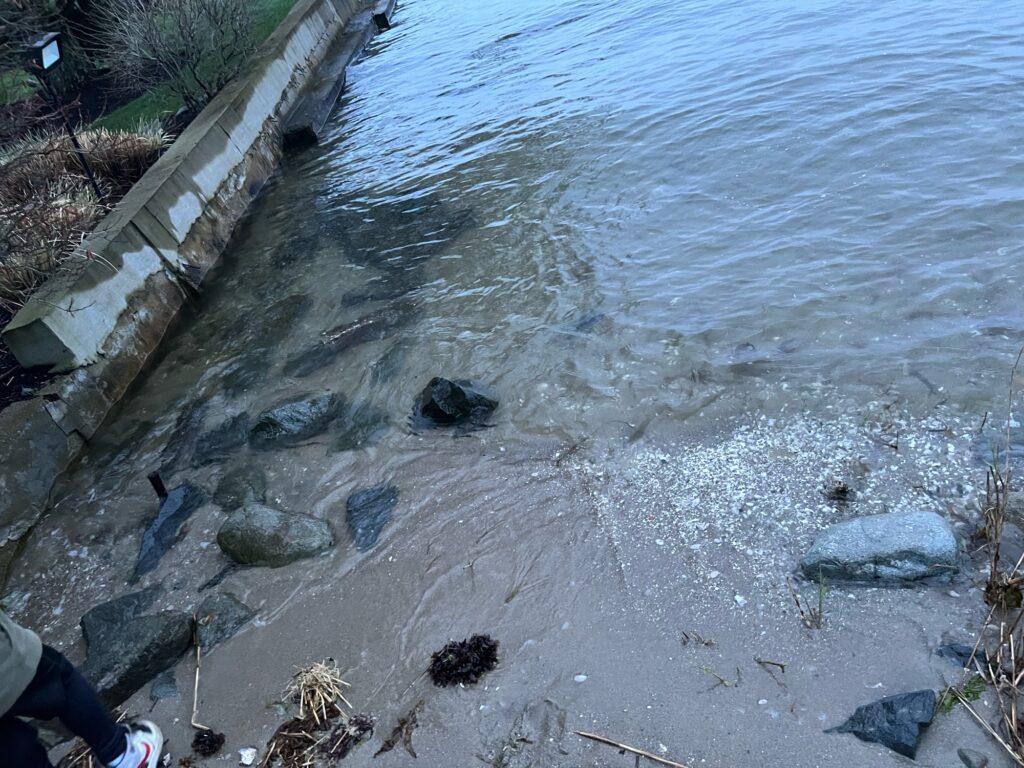 a body of water with rocks and plants around it (MyCoast AI)