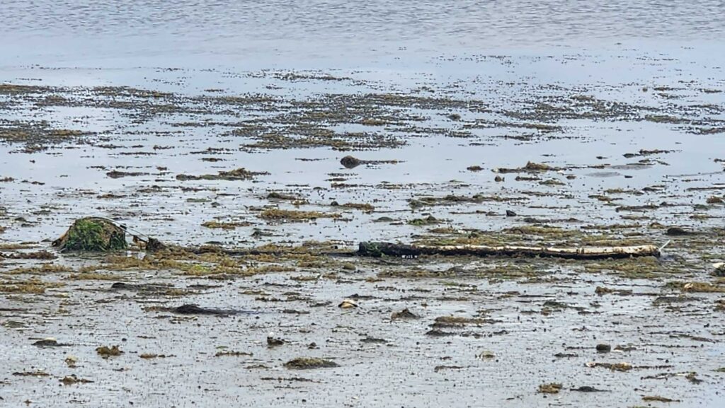 a rock in the water (MyCoast AI)