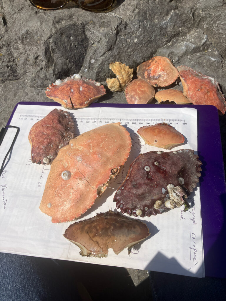 a group of brown objects on a white surface (MyCoast AI)