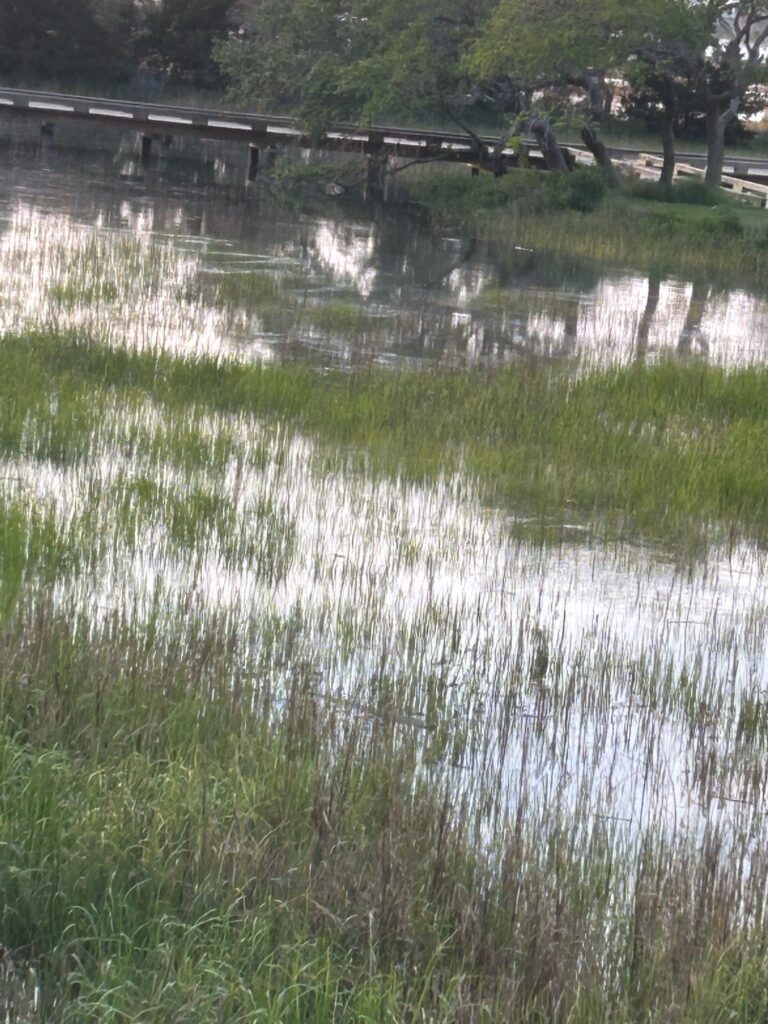 a pond with grass and trees (MyCoast AI)