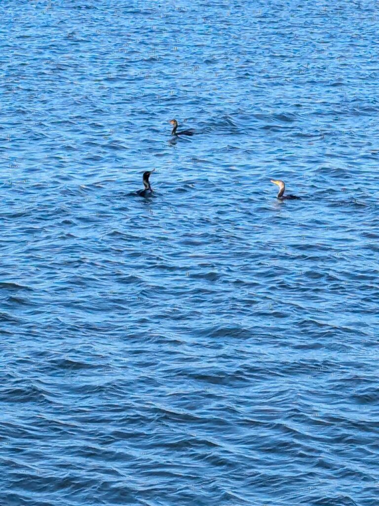 a group of ducks swimming in the water (MyCoast AI)