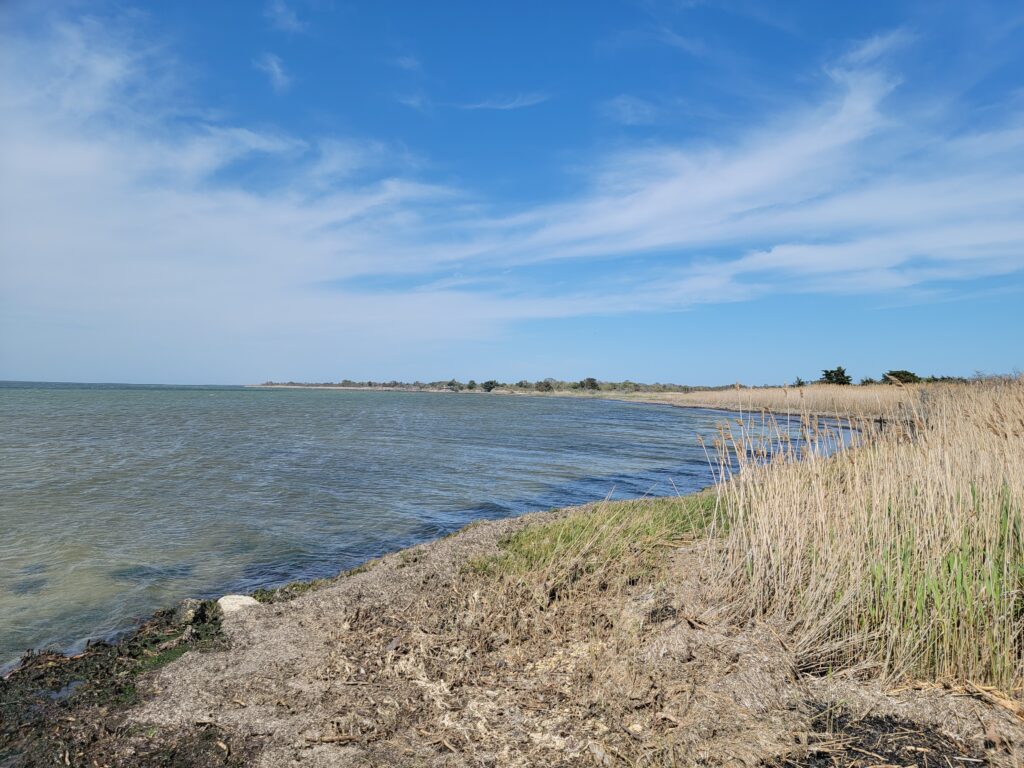 a body of water with grass and sand on the side (MyCoast AI)
