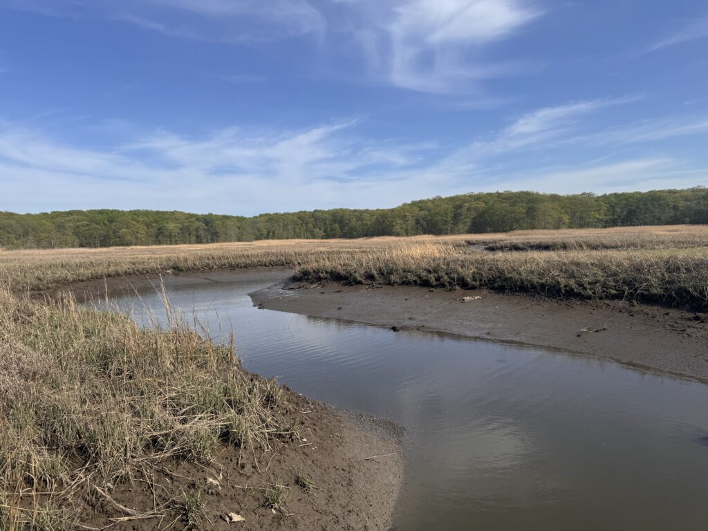 a river with a marsh and trees in the background (MyCoast AI)
