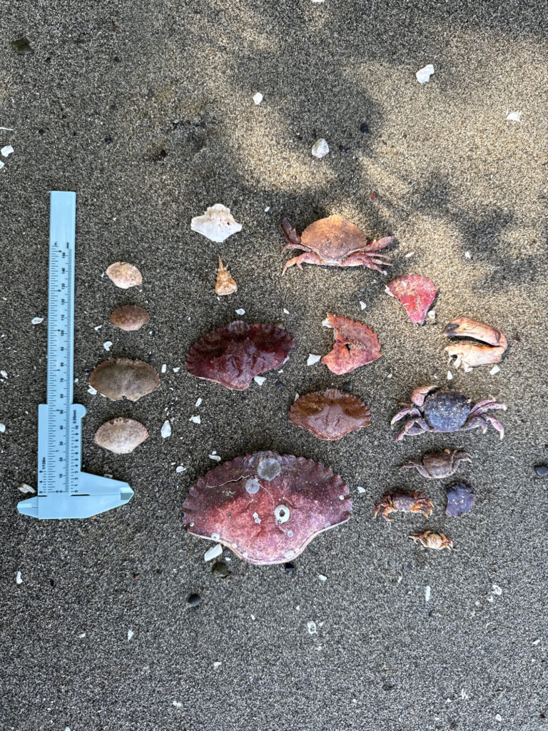 a knife and a knife on the ground (MyCoast AI)