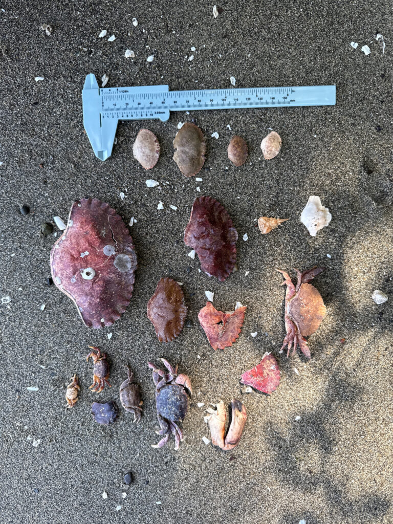 a group of sea creatures on the ground (MyCoast AI)