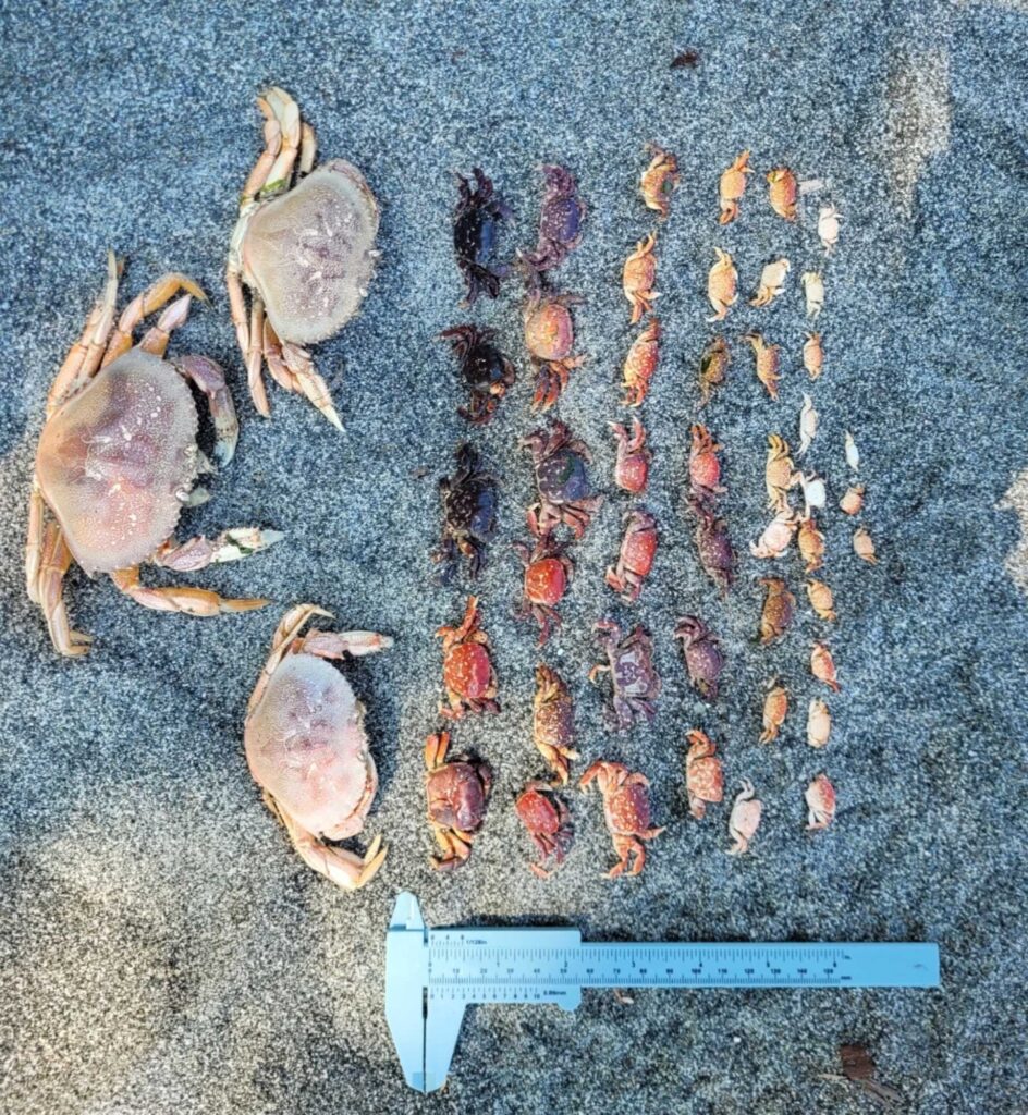 a group of crab shells (MyCoast AI)