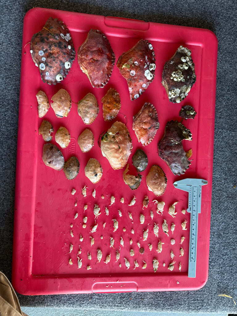 a tray of food (MyCoast AI)
