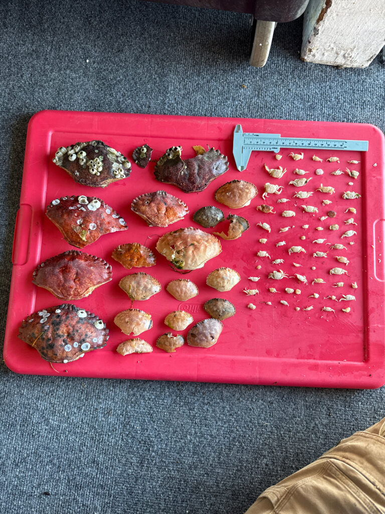 a tray of food (MyCoast AI)