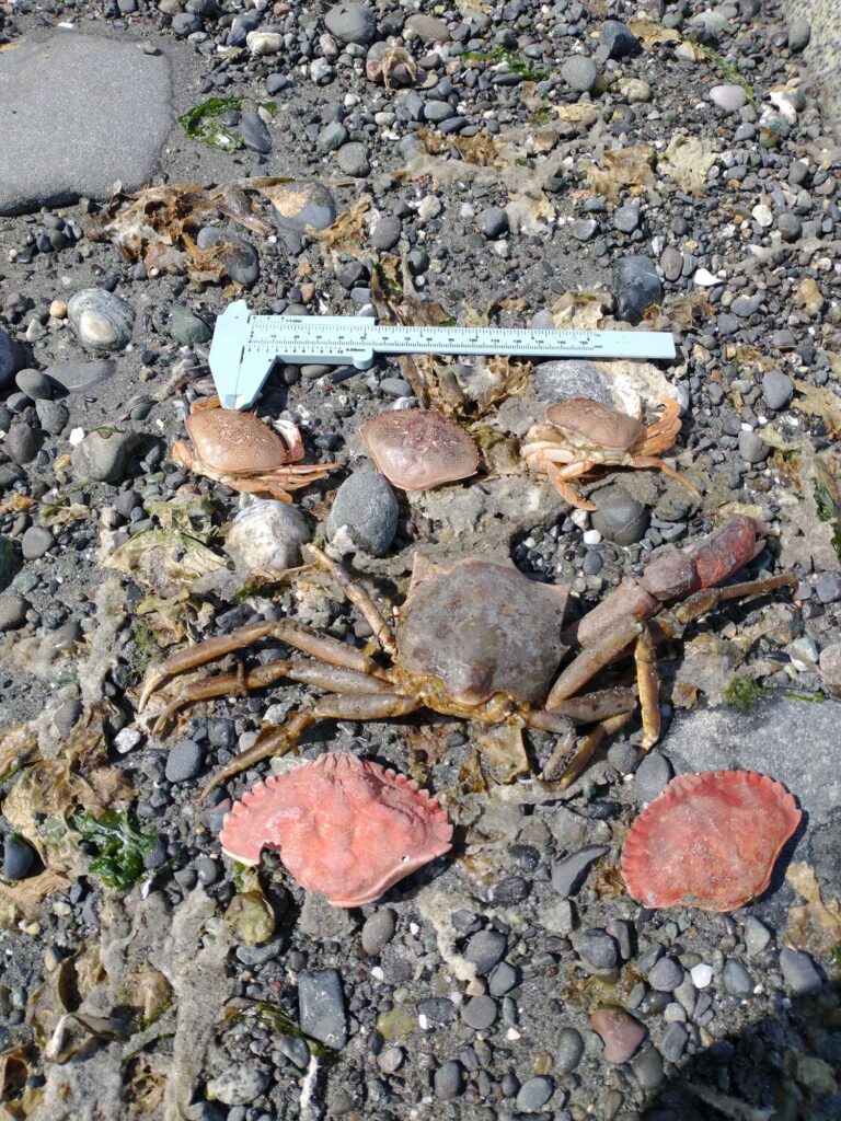 a group of rocks and a crab on a rocky beach (MyCoast AI)