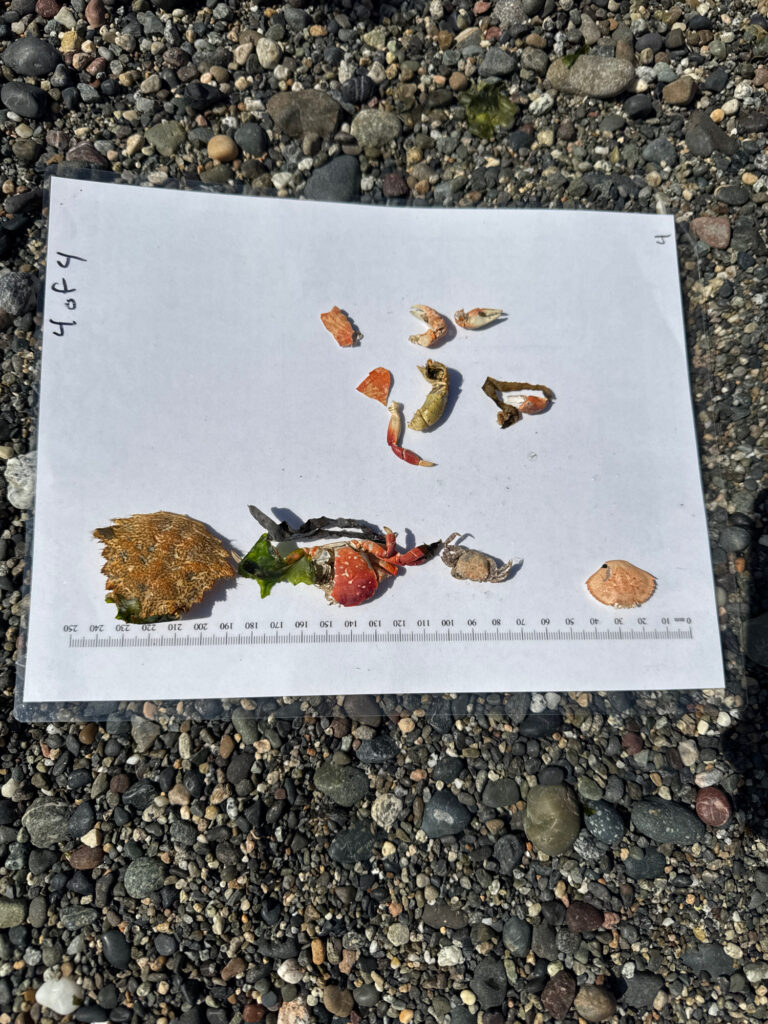 a picture of a group of butterflies on a rock (MyCoast AI)