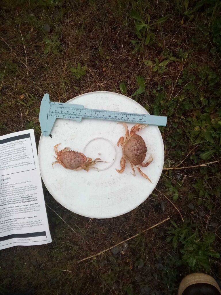 a plate of chicken (MyCoast AI)