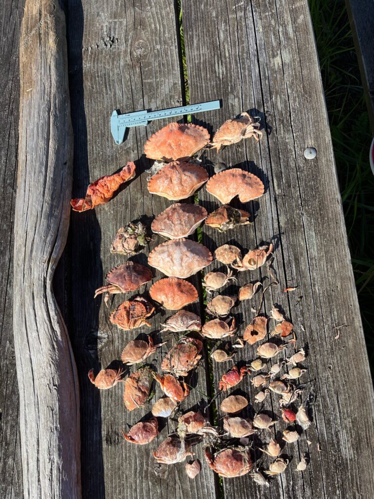 a group of brown leaves on a wooden surface (MyCoast AI)