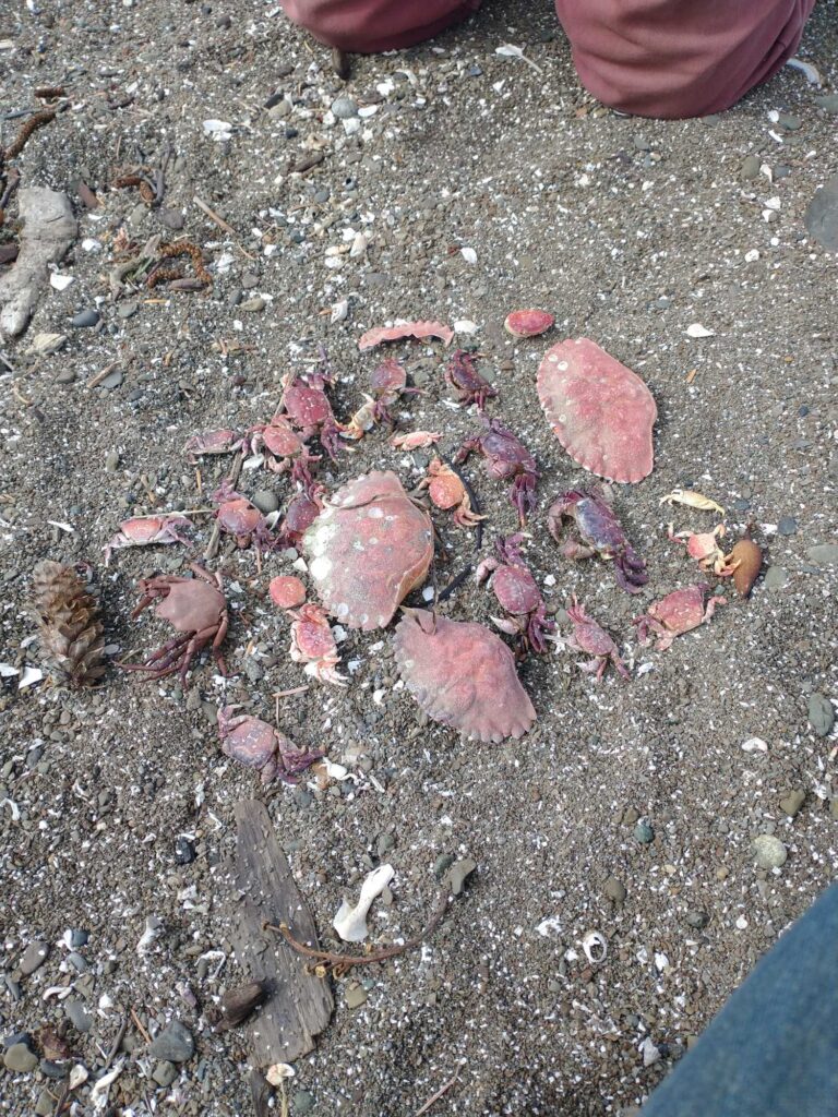 a group of mushrooms on the ground (MyCoast AI)