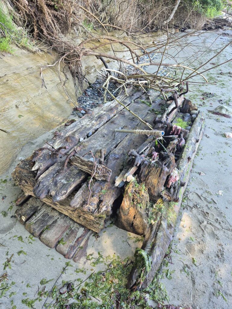 a tree stump with many branches (MyCoast AI)