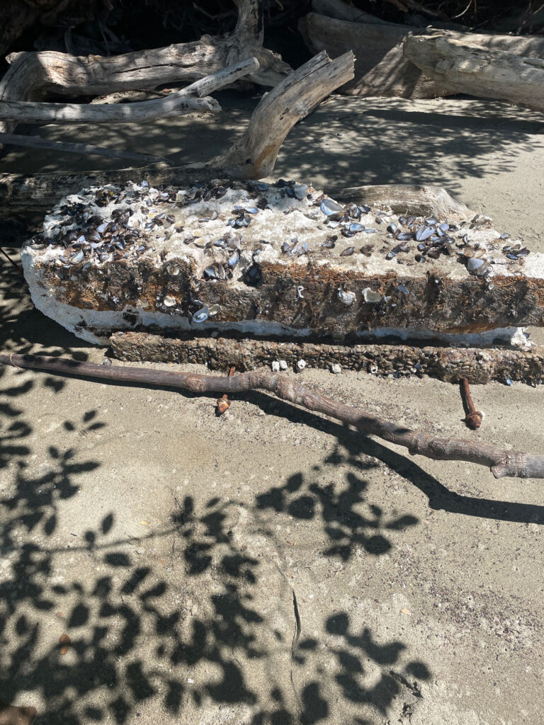 a snake slithering on the ground (MyCoast AI)