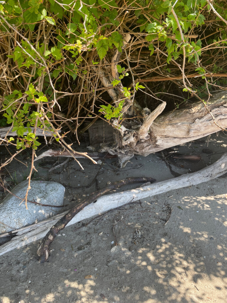 a lizard on a rock (MyCoast AI)