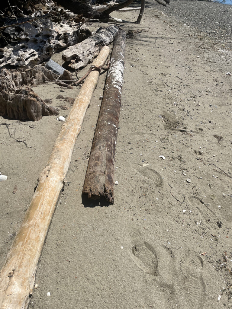 a piece of wood on the ground (MyCoast AI)