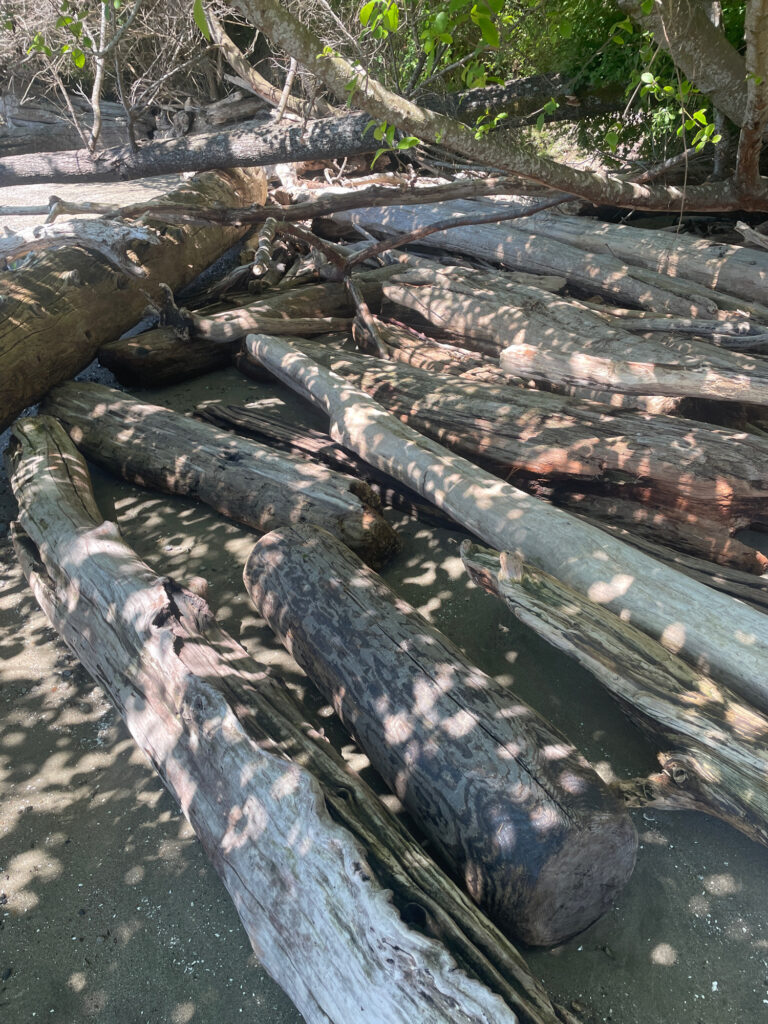 a group of logs (MyCoast AI)
