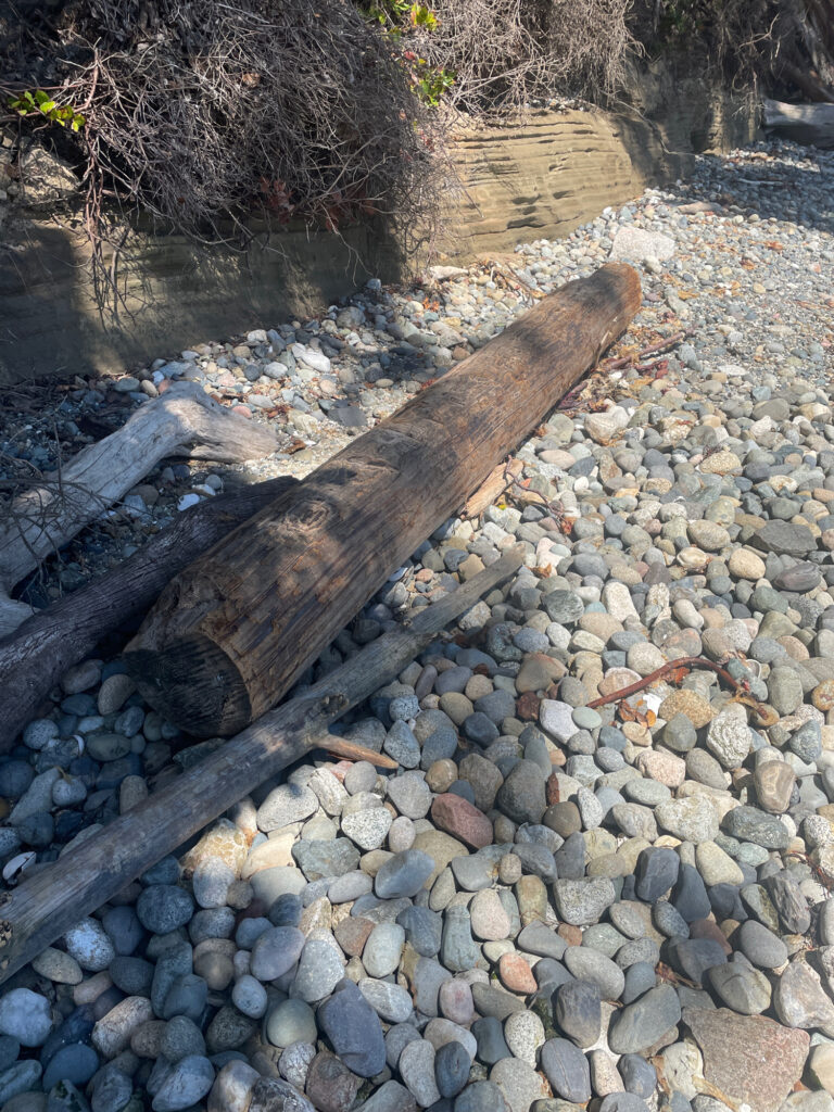 a log on a rocky surface (MyCoast AI)