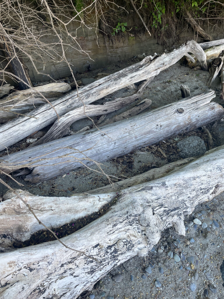 a group of logs (MyCoast AI)