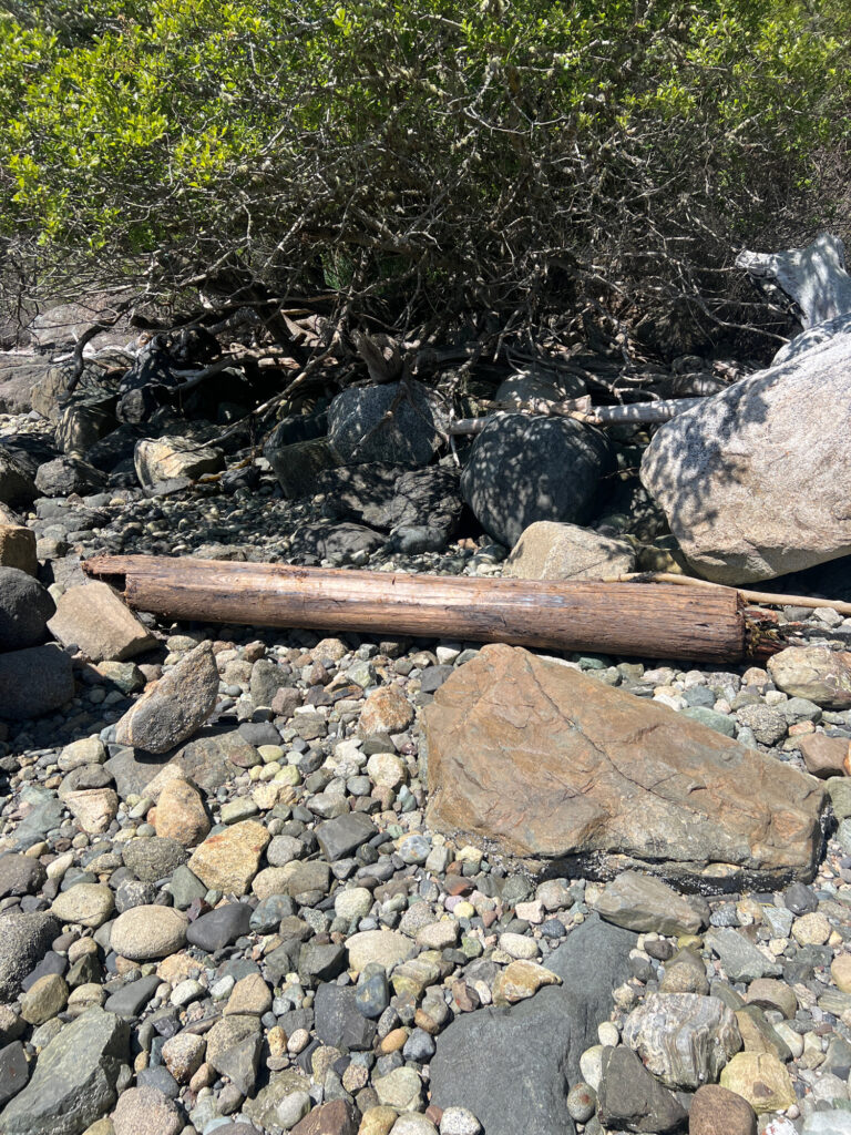 a log on a rocky surface (MyCoast AI)