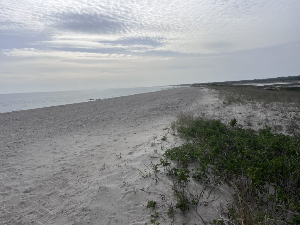 a sandy beach with bushes (MyCoast AI)