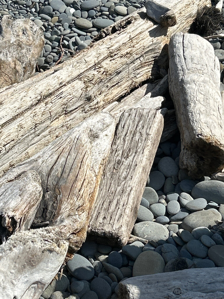 a log on a rocky surface (MyCoast AI)