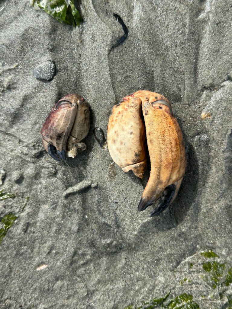 a group of snails on a concrete surface (MyCoast AI)