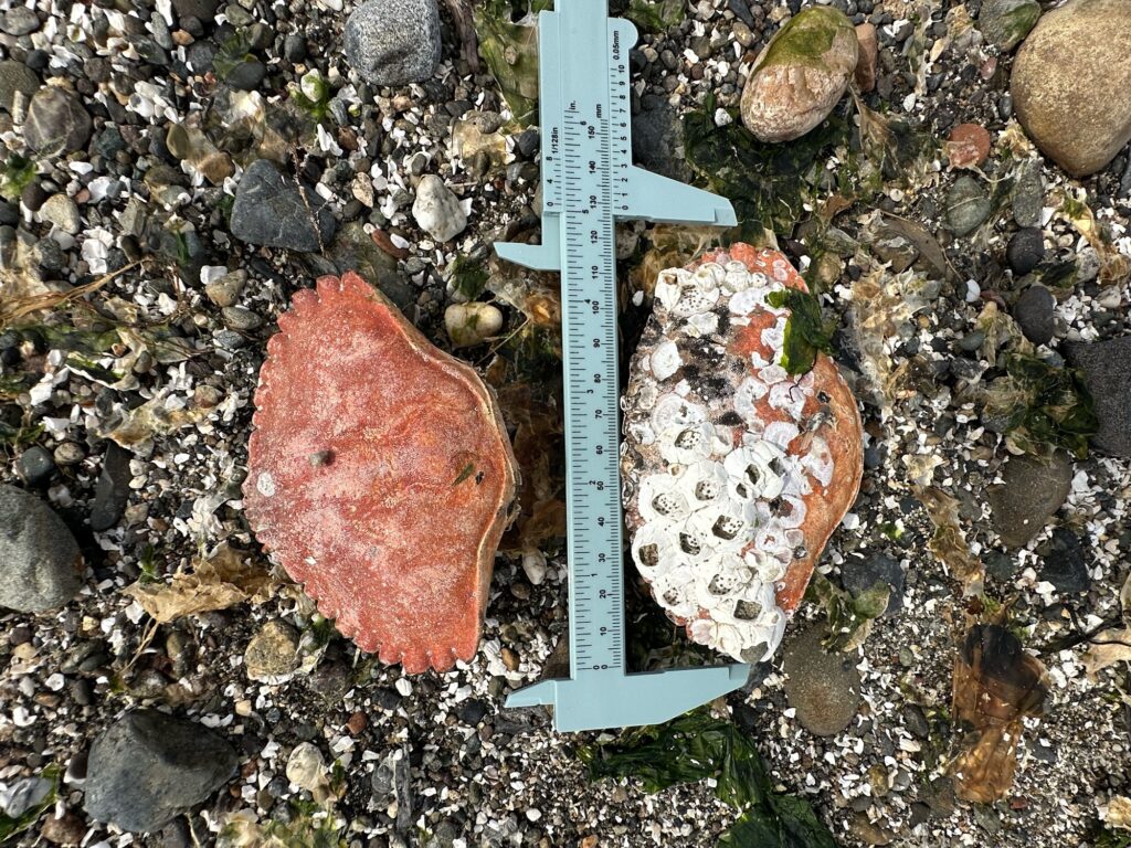 a blue ruler on a rocky surface (MyCoast AI)