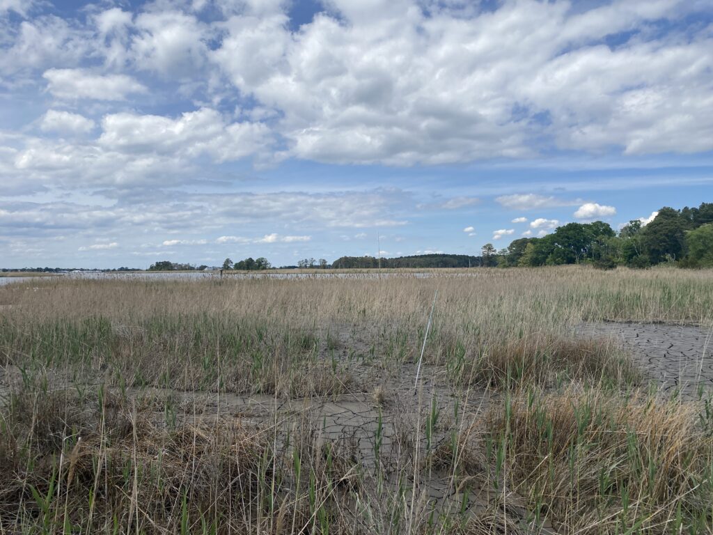 a field of brown grass (MyCoast AI)