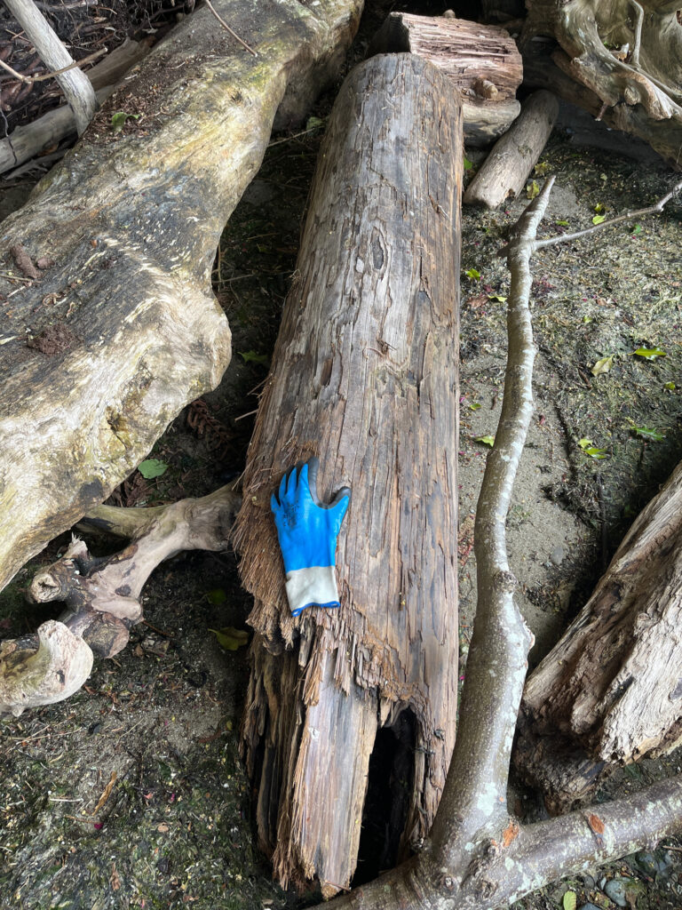a blue bird on a tree stump (MyCoast AI)