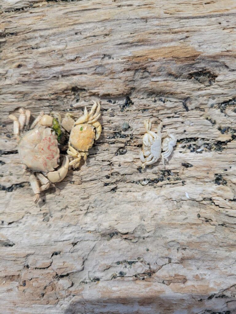 a group of bones on a wood surface (MyCoast AI)
