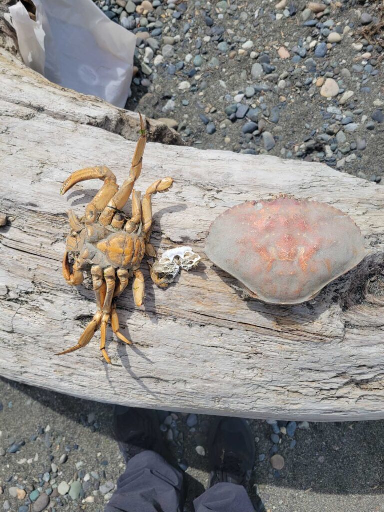 a crab on a log (MyCoast AI)