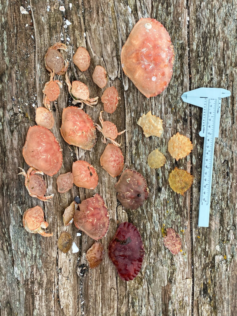 a group of brown objects on a wooden surface (MyCoast AI)