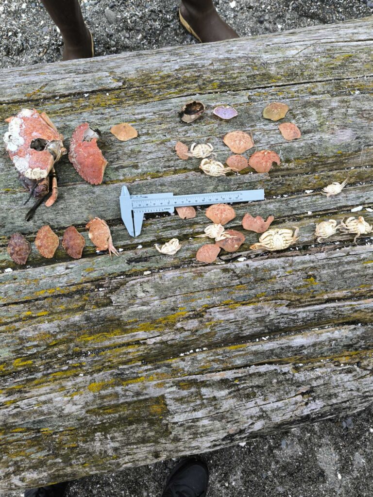 a skull and bones on a wood surface (MyCoast AI)